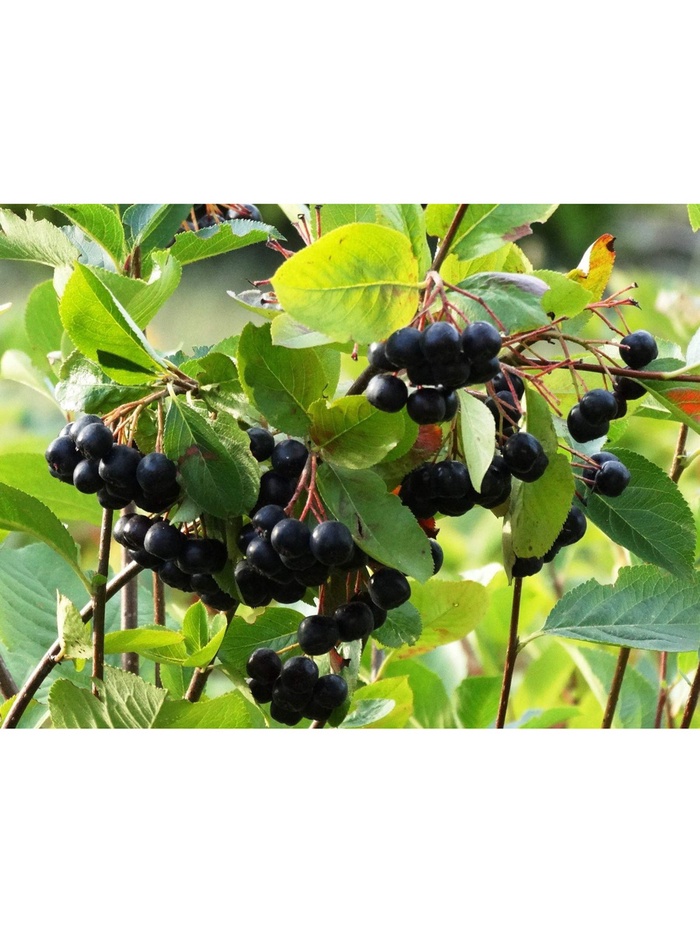 Арония черноплодная Викинг туба, 1 шт., Весна 2026