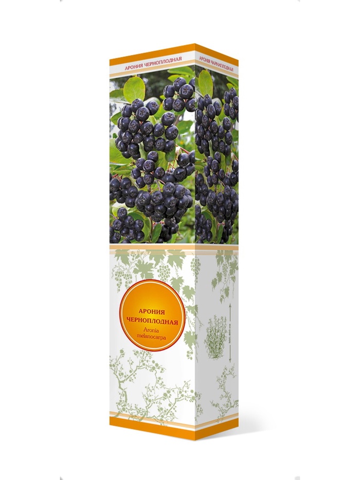 Арония черноплодная Галичанка 1